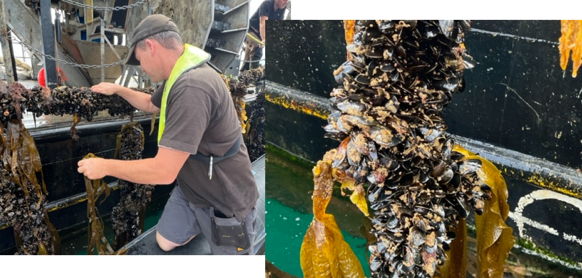 SUSTAINABILITY
We’ve cultivated close partnerships with fishermen from across the British Isles, ensuring that every dish resonates with the flavours and freshness of Italy, right in the heart of Chelsea.
Meet the Fisherman: Fowey Mussel At the heart of St Austell Bay, Garry and his dedicated team embrace a low-impact method of offshore mussel farming that produces high-quality and environmentally friendly Cornish mussels.
